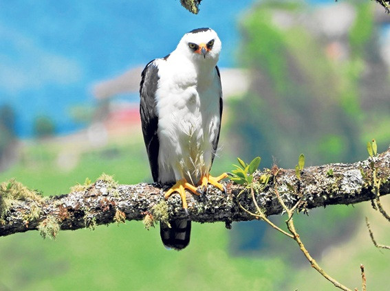 Foto | Cortesía Sergio Adrián Murillo | LA PATRIA