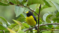 Expedición pajarera a Samaria (Pensilvania)