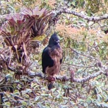 En Manzanares logran registro de águila real andina 