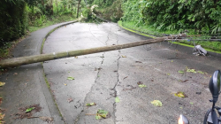 Reportan caída de árboles y derrumbes por las lluvias en Manizales y Villamaría 