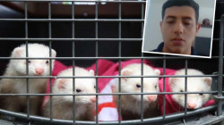 Lo pillaron vendiendo un hurón en Manizales: será condenado