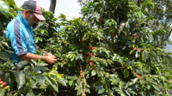  Pronósticos de cosecha, por el rango bajo