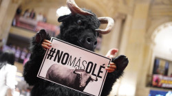 Archivan por quinta vez proyecto para prohibir las corridas de toros en Colombia