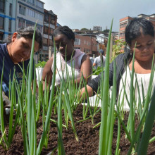Venezolanas y manizaleñas siembran resiliencia con su huerta urbana 