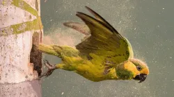 Jean Paul de la Harpe y Memo Gómez, fotógrafos que contribuyen a la conservación