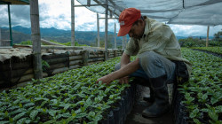 Huila lidera en el país en producción de café y Caldas, en productividad 