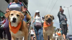 En Manizales marcharon en defensa de los animales