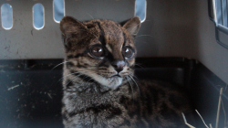 Rescatan tigrillo en Villamaría, especie en riesgo