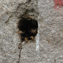 Vecinos del barrio El Carmen, de Manizales, están preocupados por las abejas