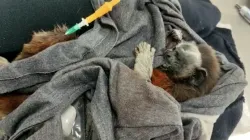 Rescatan una zarigüeya y un mono tití gris en Victoria (Caldas)