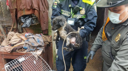 Decomisan animales en condiciones lamentables en la vereda Mateguadua, de Manizales