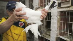 Javier Gutiérrez, toda una vida con las palomas