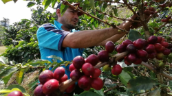 Aumenta confianza de una mejor cosecha cafetera este año