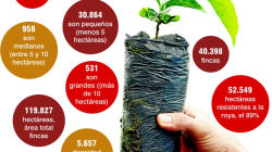 Caldas lidera en renovación de café y proyecta crecer en el 2023