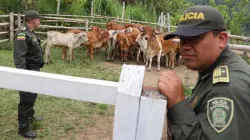 22 cabezas de ganado recuperadas en Manizales