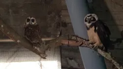 Semillero de Ornitología de la U. de Caldas rechaza ensayo de Corpocaldas con búhos