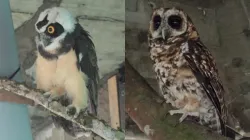 Corpocaldas ensaya con búhos para controlar palomas en la Catedral