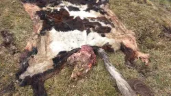 Preocupado porque le pelaron un novillo en Villamaría