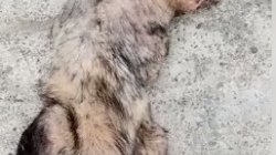 Tres animales silvestres mueren por causas humanas en Caldas