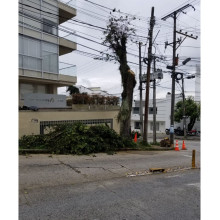 Preocupados por el corte de árboles en el barrio La Camelia de Manizales