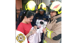 Rescatan a una gata con cuatro crías en el barrio Bosques del Norte de Manizales