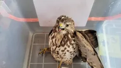 Rescatan gavilán migratorio en Marquetalia 