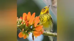 Reinita atigrada genera revuelo en Manizales, ave migratoria inusual en Colombia