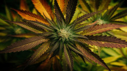 HHC: ¿qué es y para qué sirve?