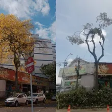 Se quejan por poda de guayacán en El Triángulo (Manizales)