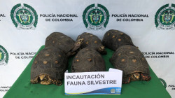 Policía de Carabineros recupera seis tortugas morrocoy en La Felisa
