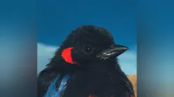 Colombia actualiza su Estrategia Nacional para la Conservación de las Aves (ENCA)