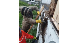 Controlan cinco enjambres de abejas en el cementerio de Pensilvania (Caldas)