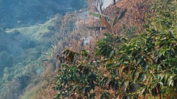 15 incendios de capa vegetal prenden el foco en seis municipios de Caldas