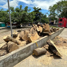 Pendientes de tala, poda y mantenimiento de árboles en cinco municipios de Caldas 
