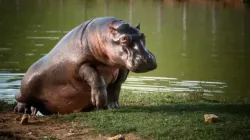 Esterilización, trasladarlos y confinarlos, medidas Minambiente para controlar hipopótamos