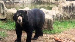 Chucho, el oso de anteojos que vivió en Manizales, murió este miércoles en Barranquilla