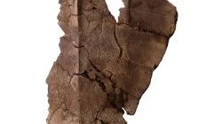 Hallan en Panamá un fósil de tortuga con ADN, el segundo en la historia de los vertebrados