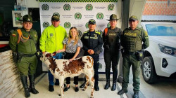 Supimos que: Presentaron un ternero en Villamaría (Caldas)