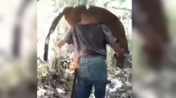 Capturan a dos personas por matar un puma en El Águila (Valle del Cauca)