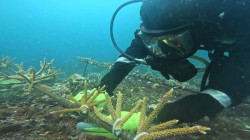 Armada y entidades ambientales restauran corales en las Islas del Rosario, en Cartagena