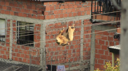 Corpocaldas y Bomberos rescatan perezoso en el barrio Los Nogales de Manizales