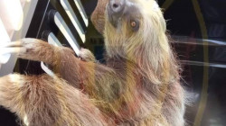 Rescatan un perezoso en vereda de Palestina (Caldas)