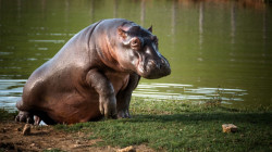 Cacería de control de hipopótamos, método más eficiente para frenar su expansión