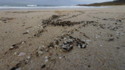 La Organización Marítima Internacional recomienda limpiar los vertidos plásticos en tierra