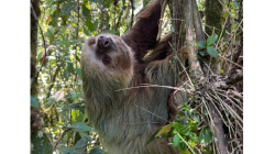 Autoridades rescatan un perezoso en el barrio Villa Luz de Manizales