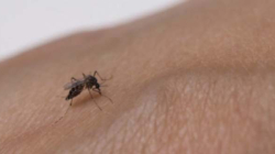 En Caldas alertan por dengue, malaria y afecciones respiratorias