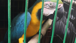 Recuperan 19 especies de fauna silvestre en cinco municipios de Caldas