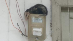 En Pácora devuelven una zarigüeya a su hábitat