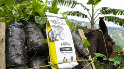 Caficultores del Valle del Cauca ayudan a la protección del oso de anteojos