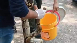 En Victoria (Caldas) encontraron una boa cerca de estación de gasolina